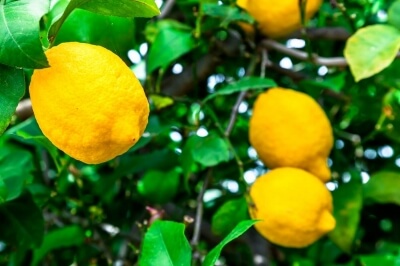 Лимон, портокал, мандарина - засаждане и отглеждане