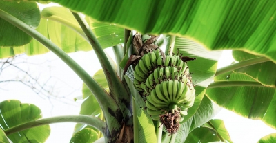 Как да отгледаме Банан - Засаждане,съвети и зазимяване  