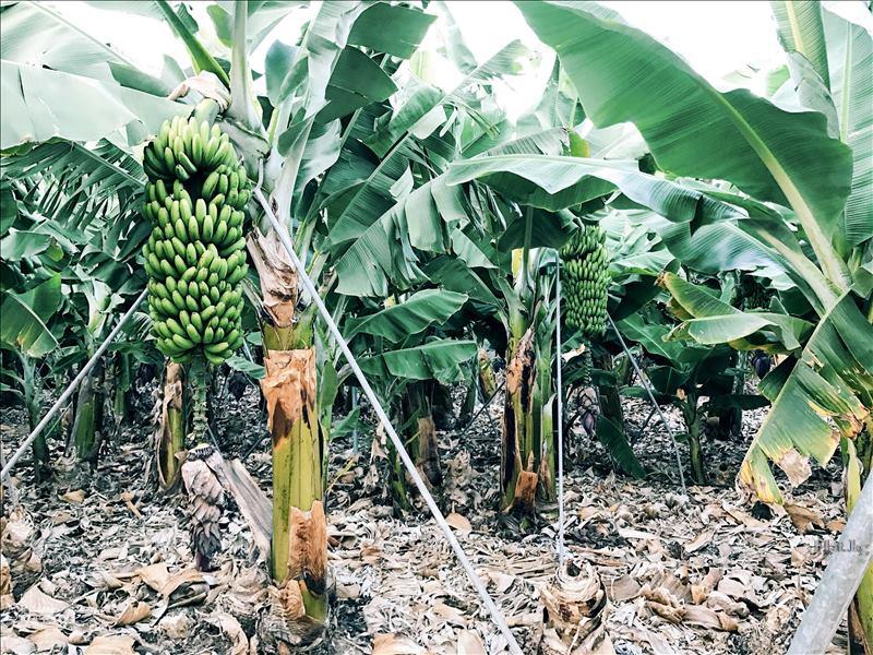 Как да засадим и грижим за бананa