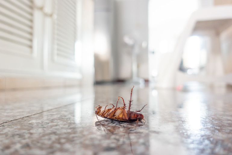 Как да се отървем от хлебарките