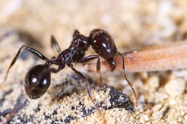 Как да се отървем от мравките